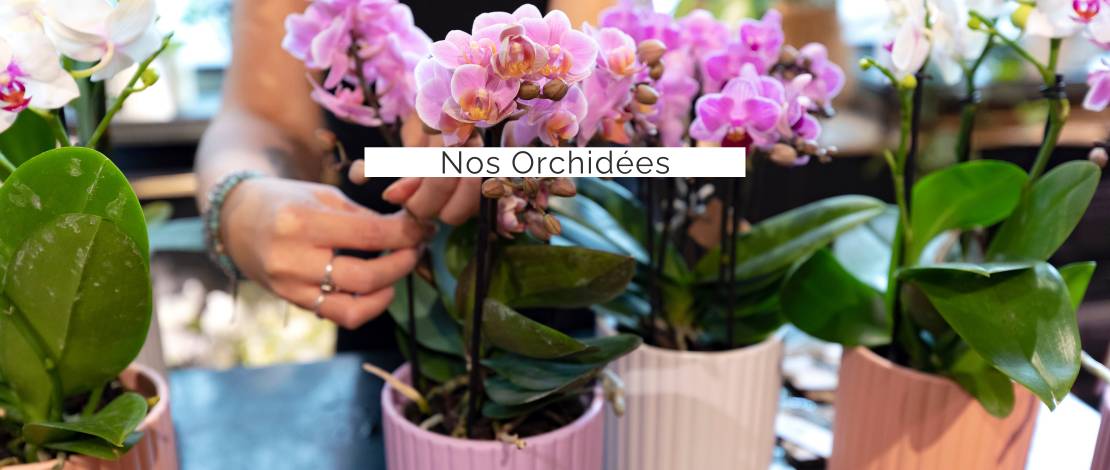nos-orchidees